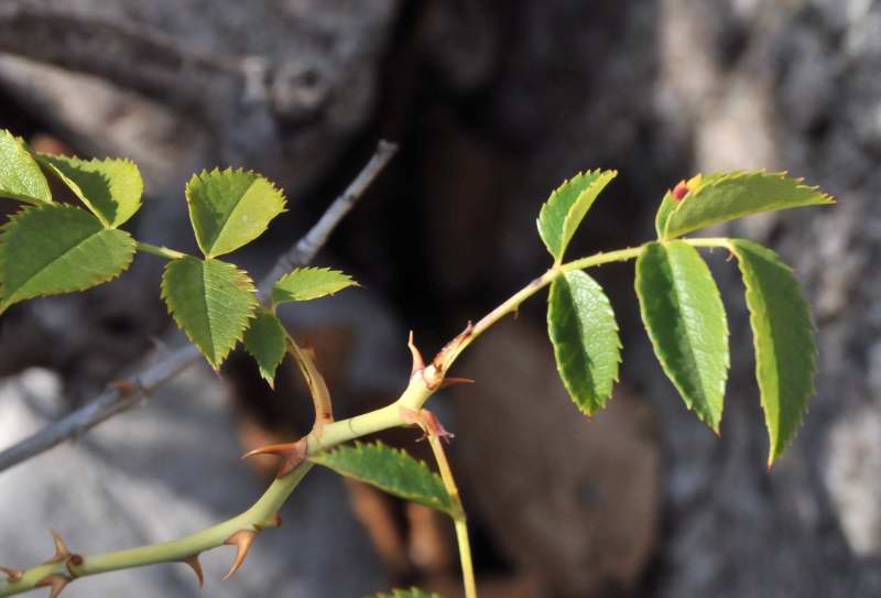 Rosa canina???